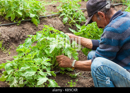 Mann an Tomaten (Lycopersicon esculentum) Anbau Feld Stockfoto