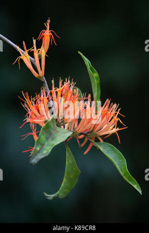 Ein Mistelzweig (dendrophthoe curvata) Blumen und Blätter. Daintree Nationalpark. Diwan. Queensland Australien. Stockfoto