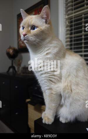 Eine weiße flamepoint Siamesische Katze im Profil Stockfoto