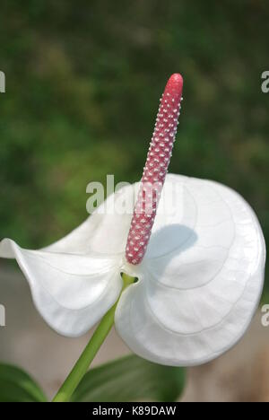 Tropische flamingo Blume Stockfoto