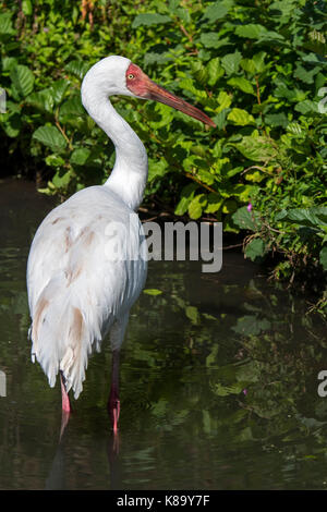 Sibirischen Kranich/Siberian White Crane/Schnee Kran (Leucogeranus leucogeranus) Nahrungssuche im flachen Wasser der Brook Stockfoto