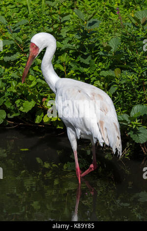 Sibirischen Kranich/Siberian White Crane/Schnee Kran (Leucogeranus leucogeranus) Nahrungssuche im flachen Wasser der Brook Stockfoto