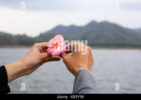 Plumeria Stockfoto