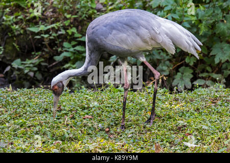 Weiß-naped Crane (Antigone vipio), die in der Mongolei, im Nordosten China und Russland Stockfoto