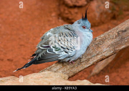 Crested pigeon (Ocyphaps lophotes) in Australien Stockfoto