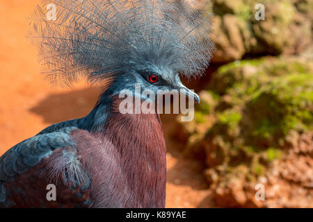 Südliche gekrönt Taube (Goura scheepmakeri) terrestrische Taube native auf den südlichen Tiefland Wälder von New Guinea Stockfoto
