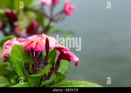 Plumeria Stockfoto