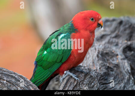 Australische König Parrot (Alisterus scapularis) männlich, native zum östlichen Australien Stockfoto