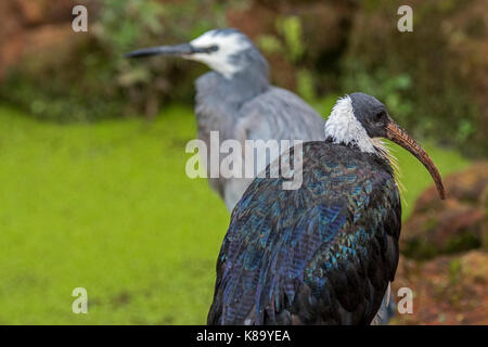 Stroh-necked Ibis (Threskiornis spinicollis) und white-faced Heron (Egretta novaehollandiae) in Australien Stockfoto