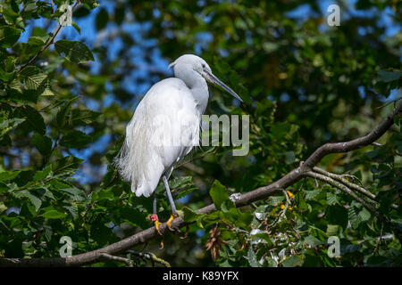 Seidenreiher (Egretta garzetta) im Baum im Sommer gehockt Stockfoto