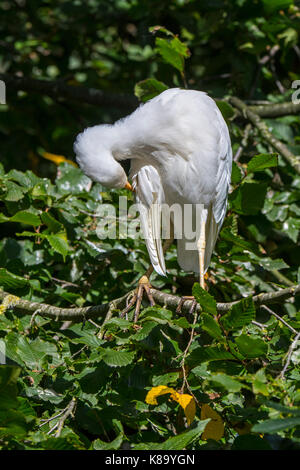 Kuhreiher (Bubulcus ibis) im Baum gehockt und das Putzen der Flügelfedern Stockfoto