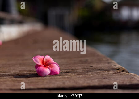 Plumeria Stockfoto