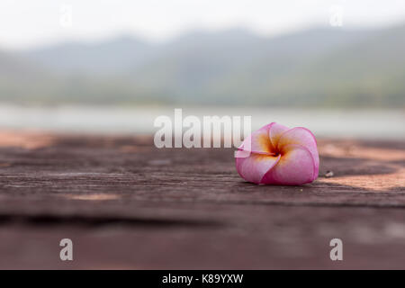 Plumeria Stockfoto