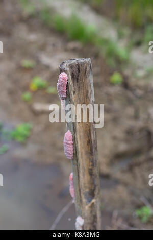 Eier von applesnail (Golden applesnail, kanalisiert, Pomacea canaliculata) applesnail Stockfoto