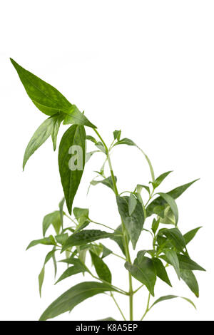 Andrographis paniculata Pflanze auf dem weißen Hintergrund isoliert Stockfoto