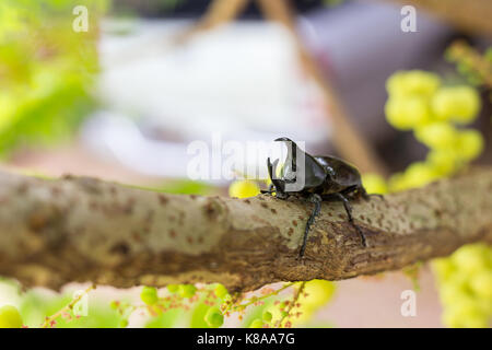 Dynastinae oder Nashorn Käfer auf Baum Stockfoto