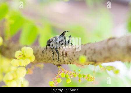 Dynastinae oder Nashorn Käfer auf Baum Stockfoto