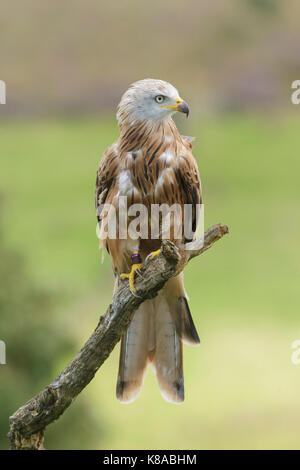 Rotmilan (Milvus milvus), unreife Weiblich, West Yorkshire, England, April (von in Gefangenschaft gehaltenen Vögeln) Stockfoto