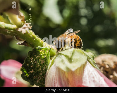 Die bestäubung. Niedlich Bild der westlichen Honigbiene. Biene bestäuben rosa Blume. Makro anzeigen. Close-up. Grüner Hintergrund. Stockfoto