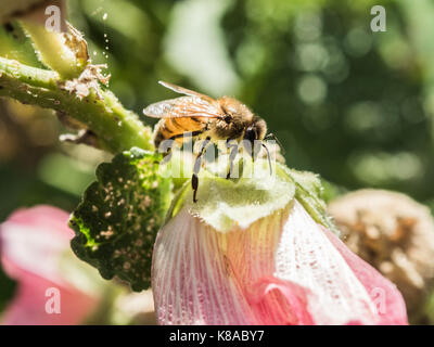 Die bestäubung. Niedlich Bild der westlichen Honigbiene. Biene bestäuben rosa Blume. Makro anzeigen. Close-up. Grüner Hintergrund. Stockfoto