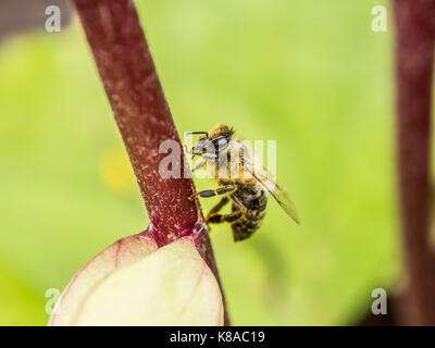 Die bestäubung. Honig Biene sitzt auf einer roten Blume sprig. Makro anzeigen. close-up Fotografie. grünen Hintergrund. Stockfoto