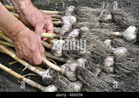 Die Hände der älteren Frau, die frisch geernteten reifen Knoblauch im Gemüsegarten Stockfoto