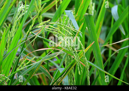 Geschlossen bis pulsierende grüne Reisanbau Pflanzen im Reisfeld vor der Ernte, Thailand Stockfoto