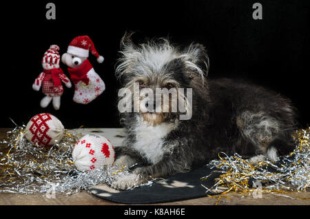 Lustig Hund an Silvester Stockfotografie - Alamy