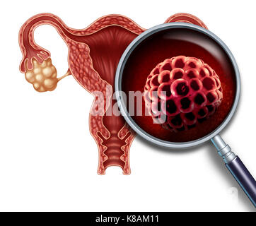 Der frühen Schwangerschaft Blastozyste implantierten innerhalb eines menschlichen Uterus als Befruchtung medizinische Konzept wie eine Implantation und reproduktiven Zellen. Stockfoto