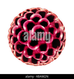 Blastozyste Düngung medizinisches Konzept als reproduktive Zellteilung Symbol in der Fortpflanzung als Anatomie Fruchtbarkeit Symbol in einer 3D-Darstellung. Stockfoto