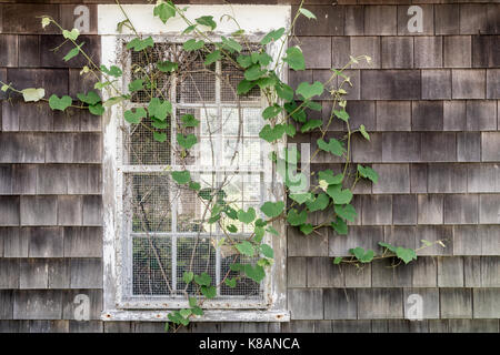Efeu bedeckt Fenster entlang Borden Bach, Tiverton, Rhode Island Stockfoto