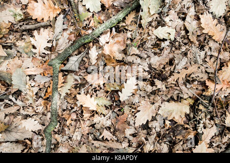 Hintergrund Laub Stockfoto