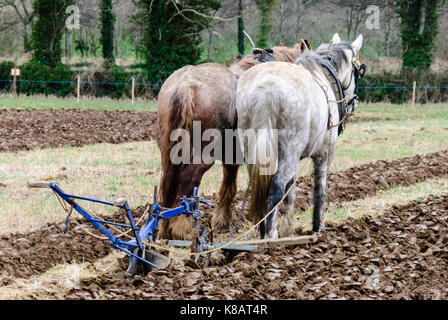 Zwei Pferde stehen bereit, beim Pflügen eines Feldes einen Pflug zu ziehen. Stockfoto