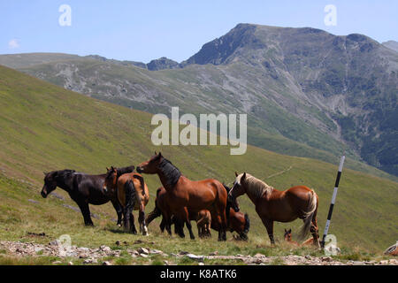 Herde von Pferden in der Parang Berge, Südkarpaten, Rumänien Stockfoto