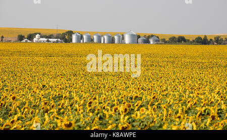 Pine Ridge, South Dakota - Sonnenblumen wachsen auf einem Bauernhof auf der Pine Ridge Indian Reservation. Stockfoto