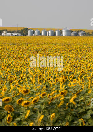 Pine Ridge, South Dakota - Sonnenblumen wachsen auf einem Bauernhof auf der Pine Ridge Indian Reservation. Stockfoto