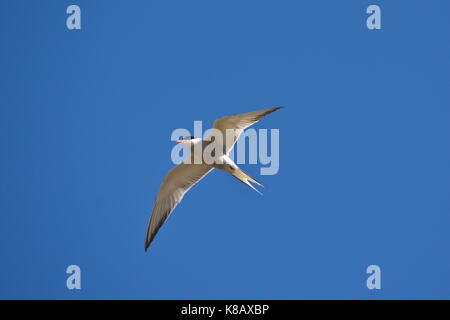 Ein gegen den blauen Himmel zerreißen. Einen fliegenden weißen Vogel. Stockfoto