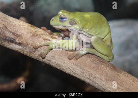 Tier Stockfoto