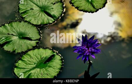 Lila Lotusblume und Lily Pads in einem Teich im Abendlicht im Botanischen Garten gebadet, Singapur Stockfoto