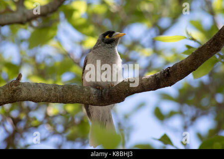 Ein jugendlicher Australische laut Miner Manorina melanocephala Sitzen auf dem Baum warten auf das Essen. Stockfoto