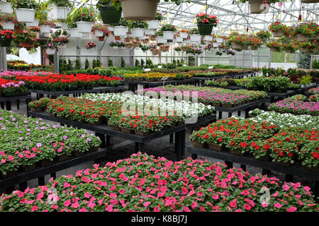 Hängende Körbe und Wohnungen der jährlichen Blumen für den Verkauf im Einzelhandel Gewächshaus und Garten Center in New York. Stockfoto