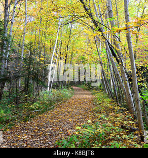 Wald Wanderweg durch den sacandaga der Weg in den Adirondack Park im Herbst. Stockfoto