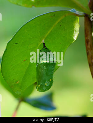 Monarchfalter (danaus Plexippus) Chrysalis aus einem geißblatt Blatt im Garten in die Regentropfen fallen hängen. Stockfoto