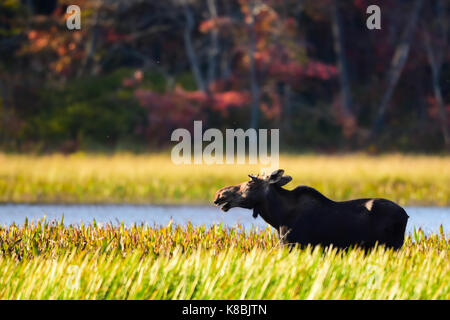 Jungstier Elch (Alces alces) in einer grünen Wiese entlang der Sacandaga River in den Adirondack Mountains mit sich selbst sprechen. Stockfoto