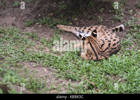 Foto von einem Tier namens Serval Katze - Wissenschaftliche nam: Leptailrus Serval (selektive Fokus) Stockfoto