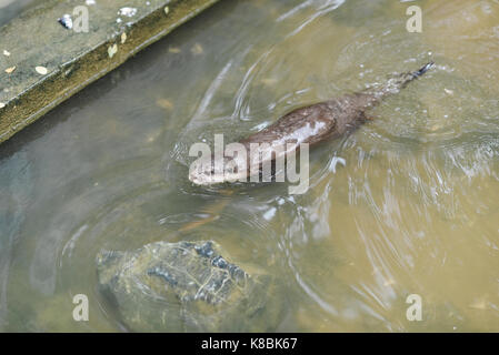 Foto von einem Tier genannten asiatischen Small-Clawed Otter - Wissenschaftlicher Name: aonyx Cinereus (selektive Fokus) Stockfoto