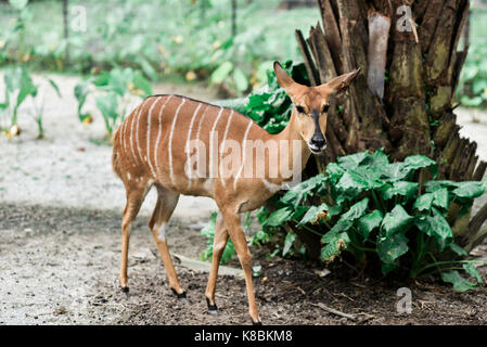 Foto von einem Tier namens Nyala - Wissenschaftliche Bezeichnung: tragelaphus Angasii (selektive Fokus) Stockfoto