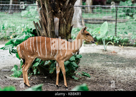 Foto von einem Tier namens Nyala - Wissenschaftliche Bezeichnung: tragelaphus Angasii (selektive Fokus) Stockfoto