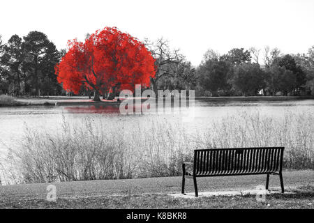 Red Tree in Schwarz und weiße Landschaft Szene mit einer leeren Parkbank mit Blick auf das Wasser Stockfoto