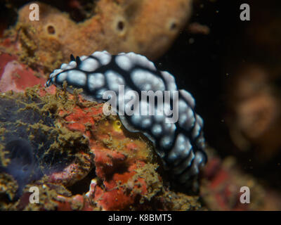 Nacktschnecke auf dem Coral, Philippinen Stockfoto